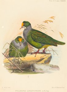 Zwei Vögel (Ptilonopus Auranthfrons)
