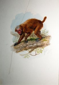Uakari, ca. 1850