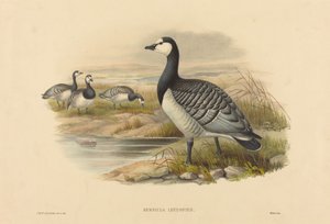 Nonnengans (Bernicla Leucopsis)
