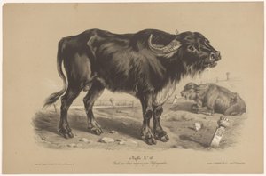 Büffel von Joseph Zephyris Gengembre