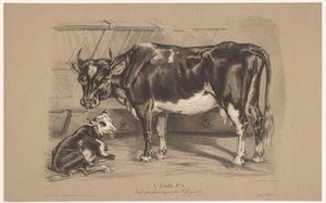 Koe met kalf in een stal von Joseph Zephyris Gengembre