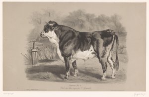 Stier auf einer Weide