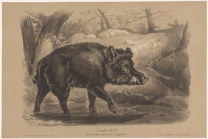 Wildschwein