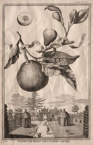 Nürnbergische Hesperides: Limon bergamotto personzin gientile, 1714 von Joseph de Montalegre
