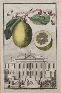 Nürnbergische Hesperides: Nr. 125 - Limon Ponzino da Neapoli. Palazzo del N. H. Cornaro à Fiesso von Joseph de Montalegre