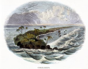 Korallenriffe, aus Phänomene der Natur, 1849 von Josiah Wood Whymper