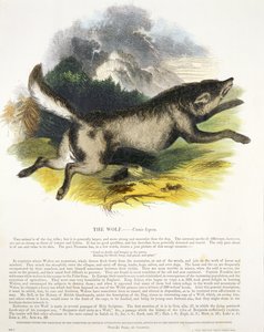 Der Wolf (Canis lupus) von Josiah Wood Whymper