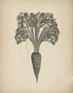 Botanische Karottenzeichnung von Josie George