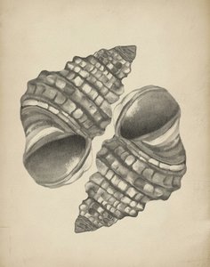 Detaillierte Spiralmuscheln