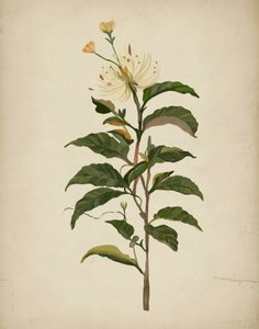 Elegante Botanische Blüte von Josie George
