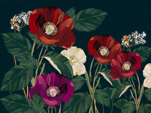 Elegante dunkle Mohnblumen von Josie George