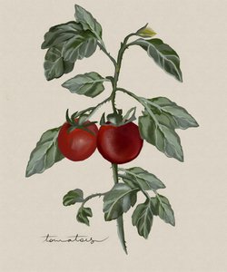 Reife Tomaten am Weinstock