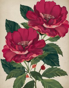 Rose der Vorsehung