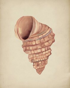 Spiralmuscheln Studie von Josie George