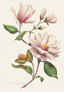 Errötende Magnolienblüten von Juan Hernaz