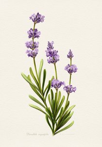 Eleganter Lavendel Botanisch von Juan Hernaz