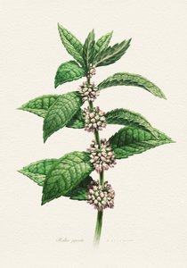Blühende Minze botanisch von Juan Hernaz