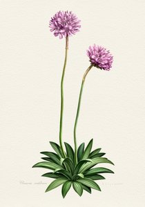 Lila Botanische Blüte