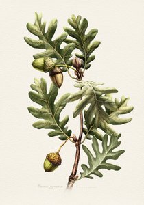 Pyrenäen-Eiche Botanische Kunst