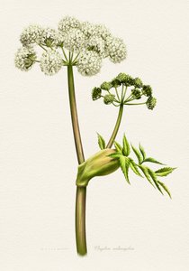 Weiße Angelika botanische Illustration von Juan Hernaz