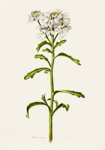 Weiße Schleifenblume von Juan Hernaz