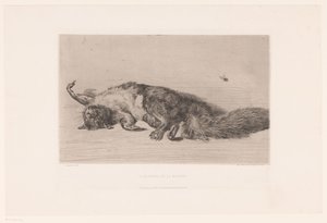 Totes Eichhörnchen und Fliege