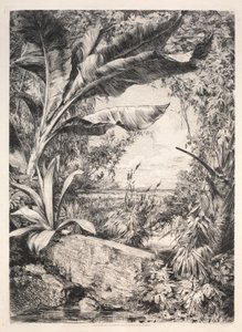 Pflanzen des Gewächshauses, 1872