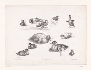 Studien von Enten und Entenküken
