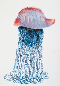 Medusa, Zeichnung von Jules Louis Lejeun, aus Duperreys Reise um die Welt, von Louis Isidore Duperrey, Frankreich