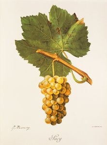 Albourla Traube