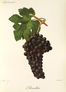 Alvarelhao-Traube von Jules Troncy
