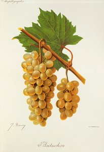 Autuchon-Traube von Jules Troncy