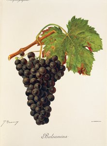 Balsamina Traube von Jules Troncy
