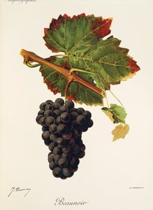 Beaunoir Traube