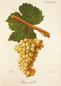 Biancolella Traube