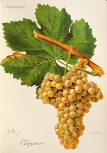 Cabugueiro Traube von Jules Troncy