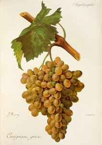 Carignane Grise-Traube von J. Troncy