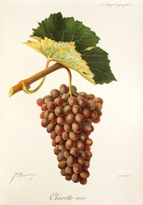Clairette Rose Traube von Jules Troncy