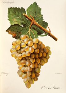 Coer de Bacco Traube, aus Traite General de Viticulture. Ampelographie
