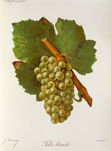 Folle Blanche-Traube von Jules Troncy