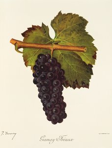 Gamay Freaux-Traube von Jules Troncy