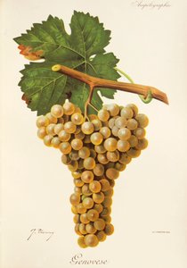 Genovese Traube von J. Troncy von Jules Troncy