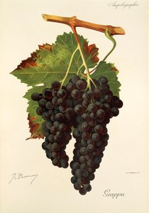Grappu Traube von J. Troncy von Jules Troncy