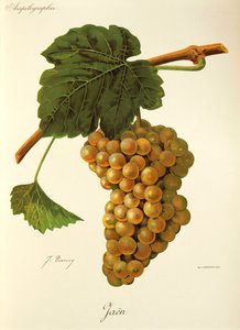 Jaen-Traube von J. Troncy von Jules Troncy