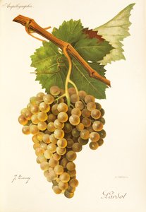 Lardot-Traube von Jules Troncy