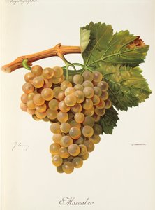 Maccabeo-Traube von Jules Troncy