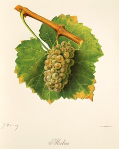 Melon-Traube von Jules Troncy