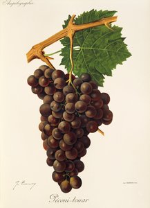 Pecoui-touar-Traube von Jules Troncy