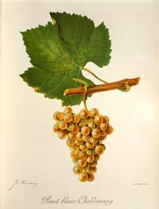 Pinot Blanc Chardonnay Traube