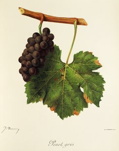 Pinot Gris Traube